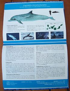 ZuegeldelfinBuchRitter