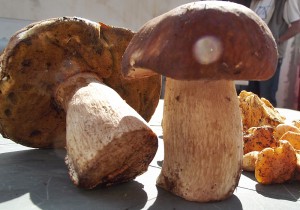 Pilz-Paradies La Palma: Jetzt gibt es im Museum Casa Roja in Mazo ein Infozentrum, das das Lebenswerk von Rose Marie Dähncke präsentiert. Foto: La Palma 24