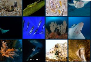 1.444 tolle Fotos: Taucher aus verschiedenen Ländern nahmen die tollen Unterwasserwelten der Kanaren in den Fokus. Fotos: Dive Photo Challenge Canarias