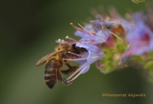 Fleißige Bienen auf La Palma: produzieren auch ausgezeichneten Honig, den man auf den Bauernmärkten rings um die Insel kaufen kann. Foto: Montserrat Alejandre