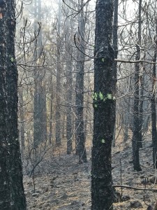 Nach dem Waldbrand auf La Palma: Die Kanarischen Kiefern treiben schon wieder aus. Foto: Cabildo