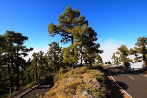 Die LP-4 hinauf zum Roque: mega-kurvig und wunderschön! Foto: Obra Publica La Palma