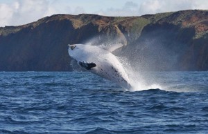Wale werden nicht nur von Japan in großem Stil gejagt: Auch Island und Grönland