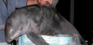Ein im Fangnetz verendeter Vaquita: Die kleinen Schweinswale