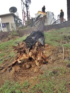 Verkohlter Wurzelbereich einer vom Waldbrand betroffenen Kanarenkiefer: Dieser Baum fiel beim Sturm vor einigen Tagen auf ein Häuschen mit Kommunikationseinrichtungen. Foto: Fuencaliente