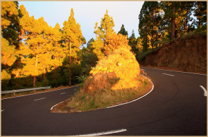 Die LP-4 zum Roque de Los Muchachos: der Belag ist nicht schlecht, aber es gibt unzählige enge Kurven und die Straße ist sehr schmal. Foto: Obras Públicas La Palma