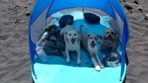 Hunde am neuen Strand von Santa Cruz de La Palma? Der städtisdche Erlass verbietet sie - eine Petition will einen Bereich für die Vierbeiner erzielen.