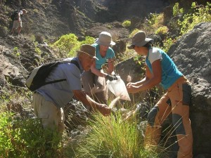So ist es richtig: Die Asociación Abeque aus Teneriffa hat schon viele Anti-Rabogato-Aktionen durchgeführt und Tüten dabei, damit die Samen nicht umherfliegen können. Foto: Asociación Abeque