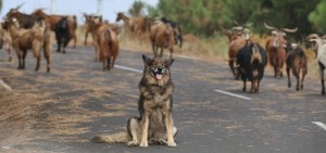 Tiere auf den Kanaren: Nicht alle haben ein so schönes Leben wie dieser Garafíano auf La Palma.
