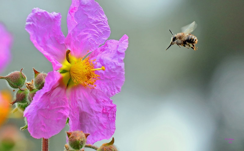 Subventionen für Imker. Das Landwirtschaftsministerium der Kanarenregierung unterstützt Honigproduzenten auf den Inseln, die mit der kanarischen Bienenart Abeja Negra arbeiten (siehe auch Titelfoto). Dabei werden auf die 1.134 Imker knapp 540.000 Euro verteilt, die aus EU-Fördertöpfen stammen. Die „schwarze Biene“ ist perfekt auf die kanarische Fauna und Flora angepasst und stellt einen Honig von ausgezeichneter Qualität her. Je nach Landschaft, in der die Abeja Negra ihre Pollen sammelt, hat der Honig einen individuellen Geschmack.
