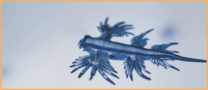 Seltene Spezies am Strand gesichtet. Tauchpartner La Palma-Chef Georg Maghon ist am Strand von Puerto Naos ein rarer Schnappschuss gelungen: Er bannte einen dort angespülten Glaucus atlanticus ins Bild, der auf Deutsch Quallenfresser heißt. „Seine Liebelingsspeise ist die Portugiesische Galeere“, weiß Meeresbiologe Georg und wünscht guten Appetit. Denn derzeit werden die Quallen mit dem blauen Segel immer mal wieder – auch auf anderen Kanareninseln – gesichtet. Über die Portugiesischen Galeeren haben wir kürzlich mit Georg ausführlich gesprochen. http://www.la-palma24.info/quallen-la-palma/