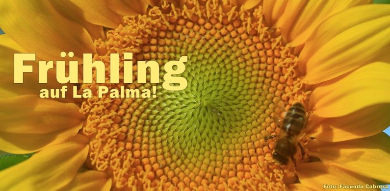 fruheling-la-palma-facundo-cabrera-foto-1120
