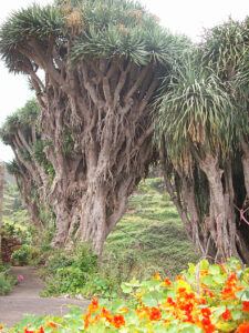 Die Verwandten dieser uralten Dragos in La Tosca auf La Palma entgiften Raumluft. Foto: La Palma 24