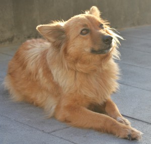 Junger Garafiano: man sieht den Hunden die Liebenswürdigkeit und Neugier an. Foto: La Palma 24