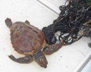 Böse Falle: in Fischernetz verfangene Tortuga Boba. Foto: Reserva Marina La Palma Tamia Brito