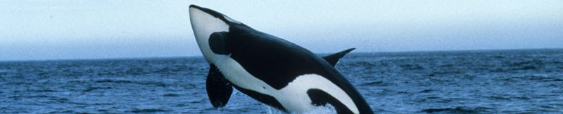 La-Palma-Orcas-WDC-Hal-Sato