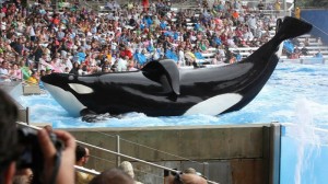 Auftritt in Showparks: Macht das den Orcas wirklich Spaß? Foto: Blackfish