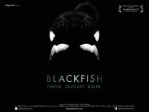 Blackfish-Doku: demnächst in den Kinos. Foto: Blackfish