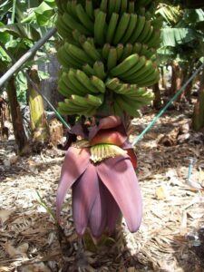 Plátanos auf La Palma: reifen sechs Monate lang - das gibt Süße. Foto: La Palma 24