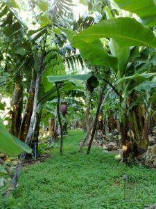 Gepflegte Öko-Bananen-Finca in Puerto Naos: überall grünt es. Foto: Ecofinca Platanológco/Fran