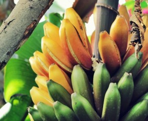 Sehen lecker aus: sogenannte "rote Bananen" von der Biofinca. Foto: Janett