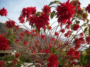 Cambian al rojo cada Navidad en La Palma: Flores de Pascua! Foto: La Palma 24