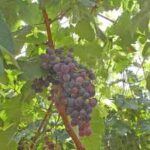 Trauben auf La Palma: Unterschiedliche Boden- und Klimazonen bringen völlig unterschiedliche Weine hervor.