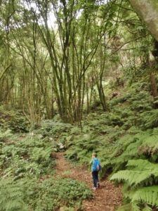 Wandern in den Lorbeerwälern: Der Norden La Palma hat was zu bieten. Foto: La Palma 24