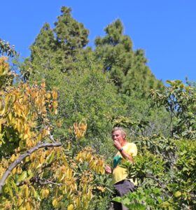 Mispeln direkt vom Baum: Manni verkostet die Früchte für seinen Nispero-Likör. Foto: La Palma 24