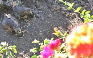 Federvieh im Garten der Tasca Catalina: Gäste haben was zum Schauen. Foto: La Palma 24