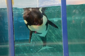 Orcamädchen Morgan: lebt im Loro Parque Tenerife, obwohl die renommiertesten Experten der Welt ihre Wiederauswilderung fordern. Morgen strandete vor der holländischen Küste und wurde dann im Tierpark Harderwijk untergebracht. Dort sah Victor Lensen den jungen Killerwal zum ersten Mal und gründete die Bikers 4 Orcas. Heute lebt Morgan im Loro Parque auf der Kanareninsel Teneriffa. Foto: Free Morgan Foundation