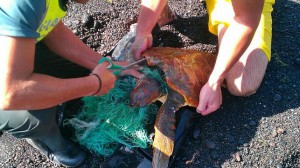 Kein Einzelfall: Tortuga Boba mit Fischernetz um den Hals bei Los Cancajos geretttet. Foto: Guardia Civil
