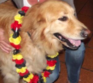 WM-Finale in Puerto Naos: Auf der kleinen Kanareninsel fieberten auch die Hunde mit.
