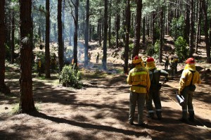 Unterholz und Gebüsch sind die größten Gefahren: Mitarbeiter des Umweltamts von La Palma säubern deshalb die Wälder vom Zunder, wo sie nur können. Foto: Medio Ambiente