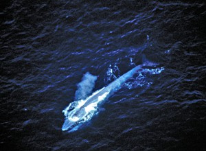 Auf La Palma geht es auch um Wale: allerdings schaut man sie sich hier nur aus respektvollem Abstand vom Boot oder Strand aus an. Foto: WDC/Alison Smith