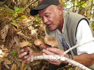 Pilze-Flockenstieliger-Hexenroehrlilng-Marcel