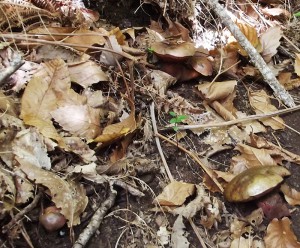 Pilze-Flockenstieliger-Hexenroehrling