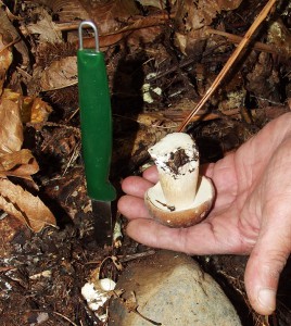 Pilze-Steinpilz-unten