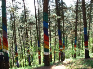 Bosque de Oma: dddd schafft Museen in freier Natur. Foto: Wikipedia/Simonico