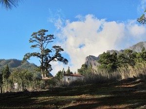 Pino del Virgen bei El Paso: wohl die älteste Kanarenkiefer der Welt. Foto: Gemeinde