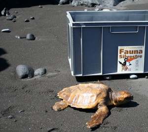 REHA-Zentrum für Wildtiere auf La Palma: