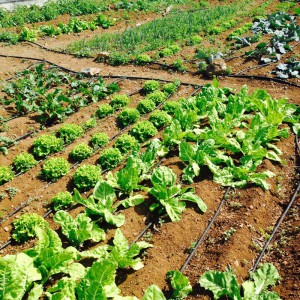 Marsch in Richtung Recycling von Abfällen aller Art: Tazacorte kompostiert jetzt nicht mehr verkäufliches Obst und Gemüse aus Supermärkten und macht daraus Kompost für den Gemeinde-Garten. Foto: Tazacorte