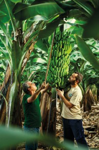 Plátanos auf den Kanaren: Neuer Werbefilm der Erzeugervereinigung. Foto: ASPROCAN