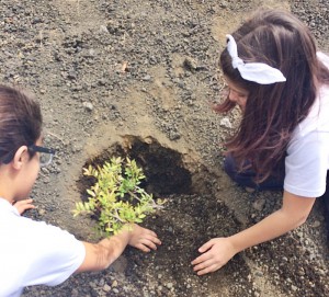 Pflanzaktion von rund 100 Schülern: neue Bäume für La Palma. Foto: Cabildo