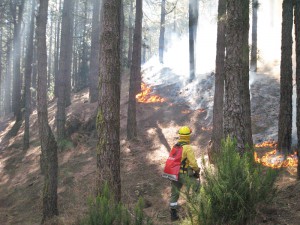 Keine Panik, wenn in den Cumbres von Santa Cruz Rauch aufsteigt: Das Medio Ambiente fackelt kontrolliert Unterholz ab. Foto: Cabildo de La Palma