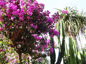 Gärtnerei Katyflor in Los Llanos: mehr als 1.500 blühende Pflanzen.