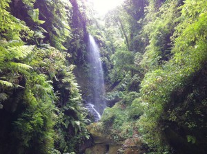 Lorbeerwald von Los Tilos: Das Besucherzentrum in diesem beliebten Touristen-Ziel auf La Palma wurde renoviert. Foto: Cabildo