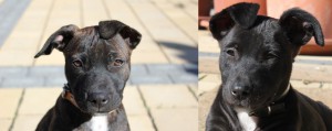 Ausgesetzte Hunde: gibt es immer wieder auf La Palma - ein Tierheim soll die Situation verbessern. Foto: La Palma 24