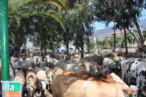 Patrona-Fiesta: Der Viehmarkt am Stadtausgang Richtung El Paso ist einer der Höhepunkte. Foto: Stadt