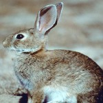 Sehen niedlich aus und richten massive Schäden an: wilde Kaninchen auf den Kanaren. Foto: Umweltministerium